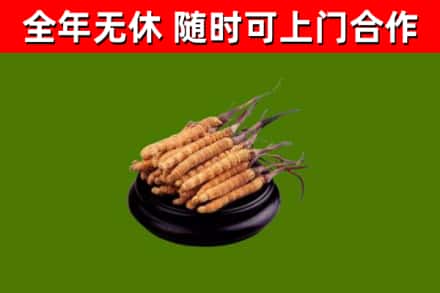 安国烟酒回收冬虫夏草.jpg